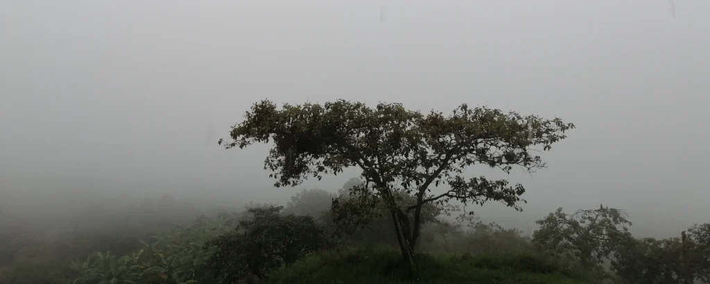 el síndrome de la planta sin tierra