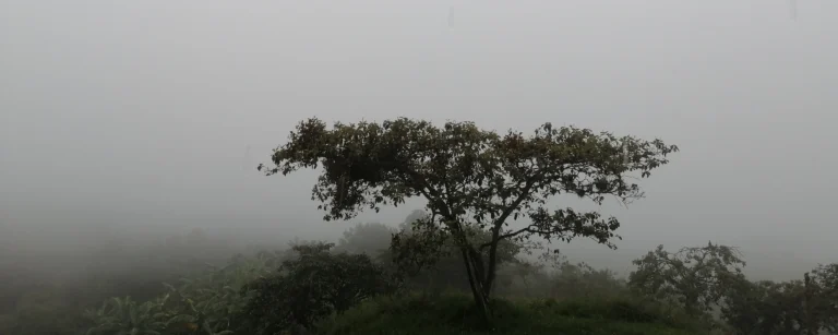 el síndrome de la planta sin tierra
