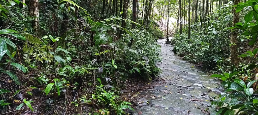 La Trampa del Tiempo Camino de piedra en la selva, reflexión sobre el tiempo y el aprendizaje